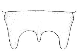   Anthidium maculifrons  male, diagram showing dorsal view of seventh tergum (T7), diagram by Victor Gonzalez 

